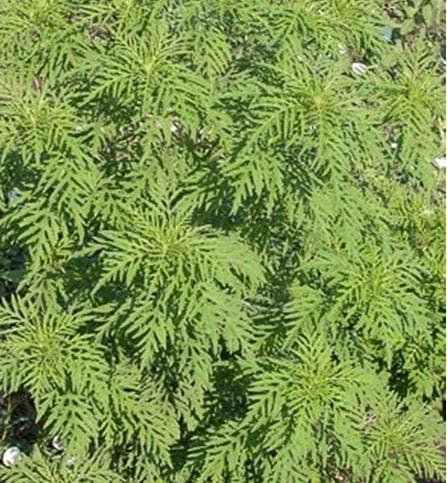 Ragweed (Ambrosia artemisiifolia), Seed Packet, True Native Seed