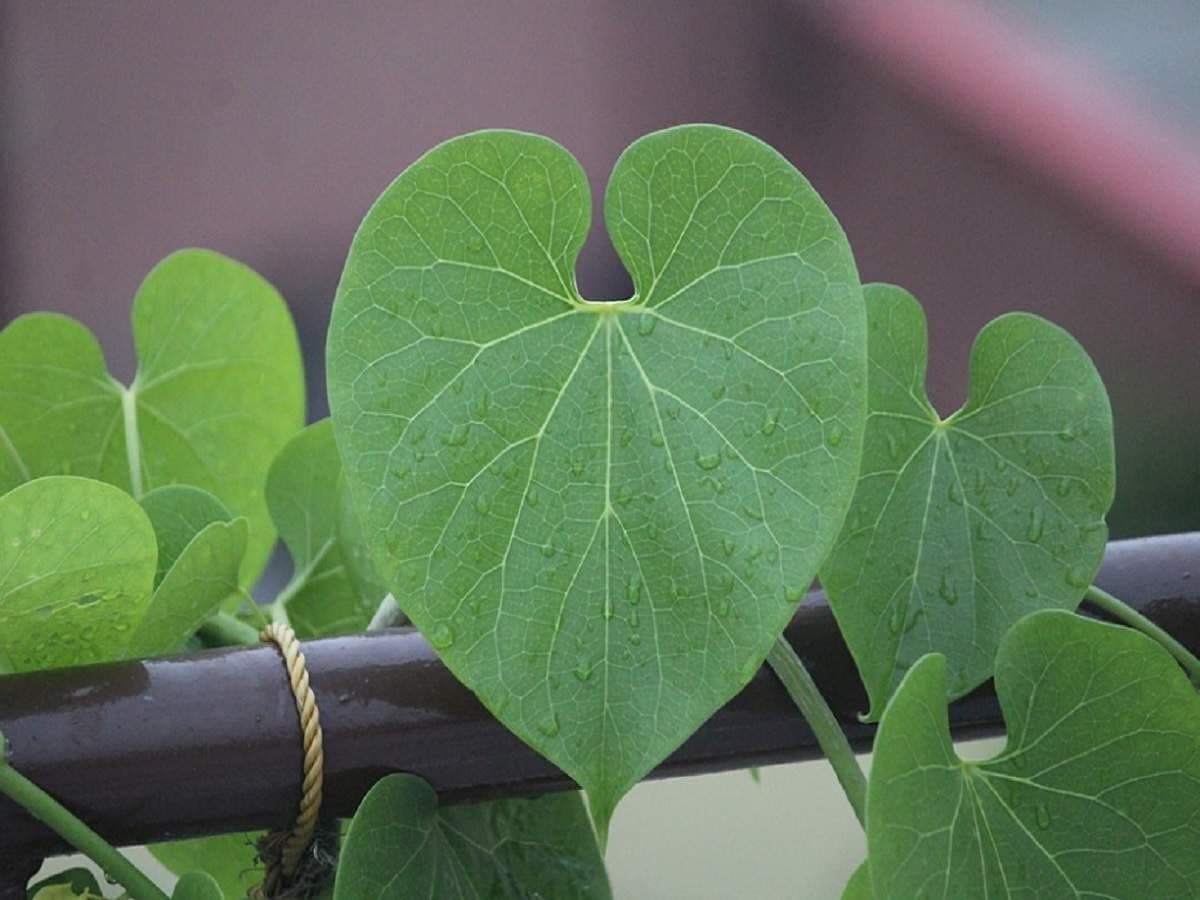 Neem Giloy Leaf (Pack Of 21 Leaf)