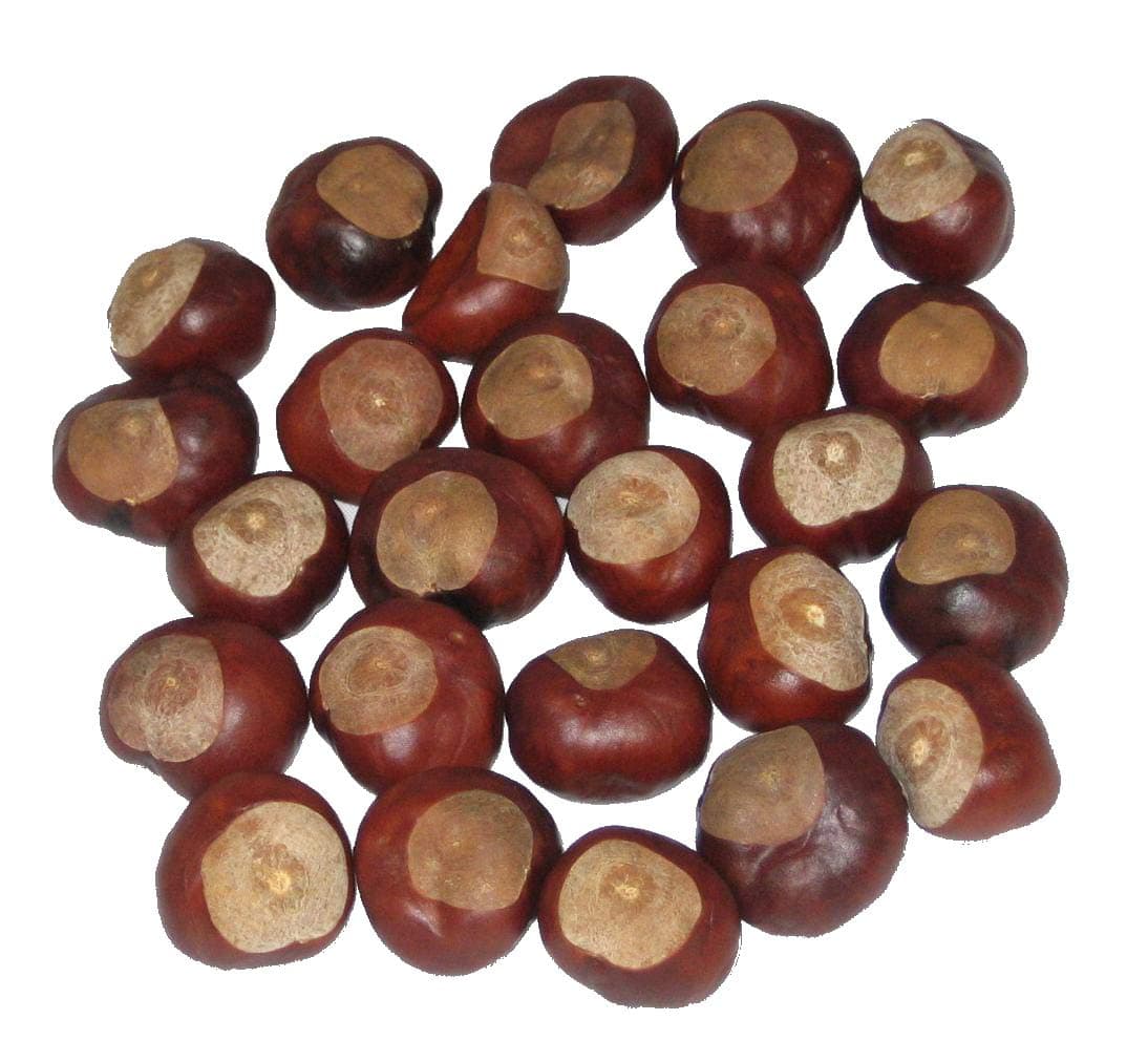 Horse Chestnuts - Quarter Size - Twenty-Five Nuts