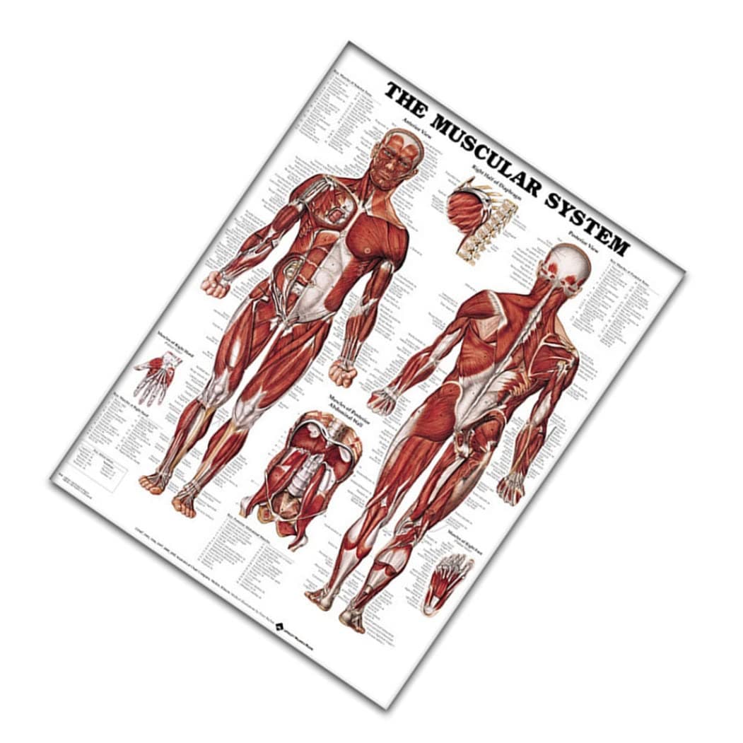 Muscular and Skeletal System Anatomical Charts, Multi Function Muscle Anatomy Muscular Graphic Chart Muscle Learning Tool 50x70cm