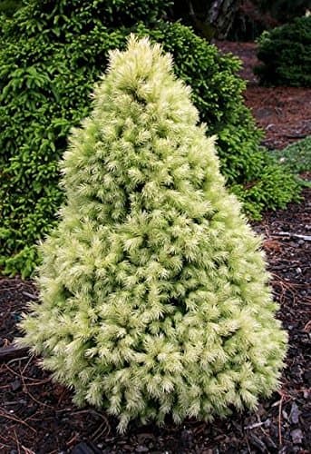 Daisy White Spruce 1 - Year Live Plant