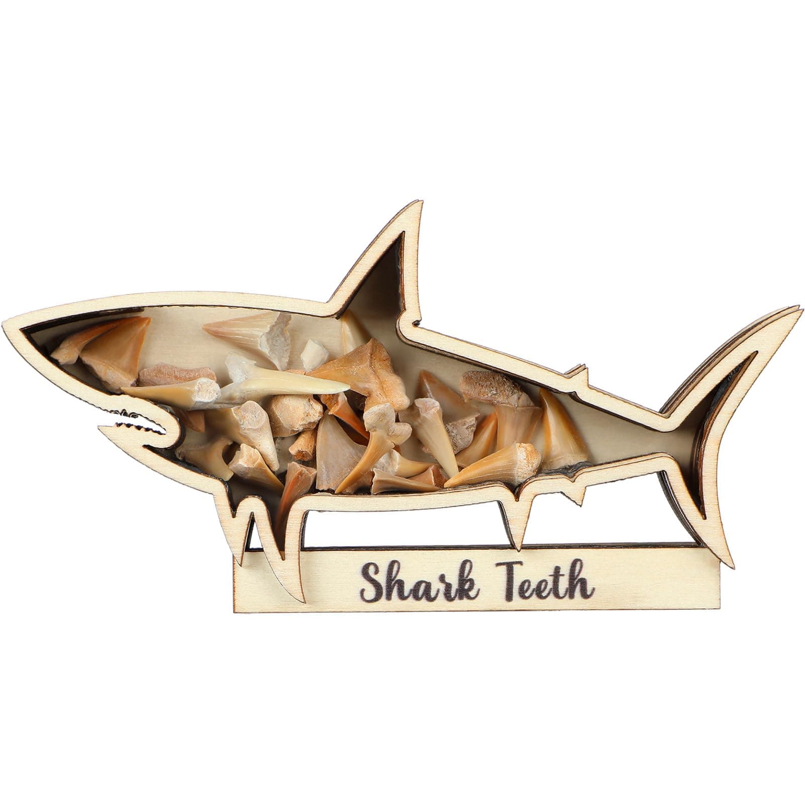 Yousoontic Shark Tooth Display Case Shark Teeth Shadow Box Collection Wood Shark Teeth Holder Gifts for Vacation Beach Home Decor (6 x 3 Inch)