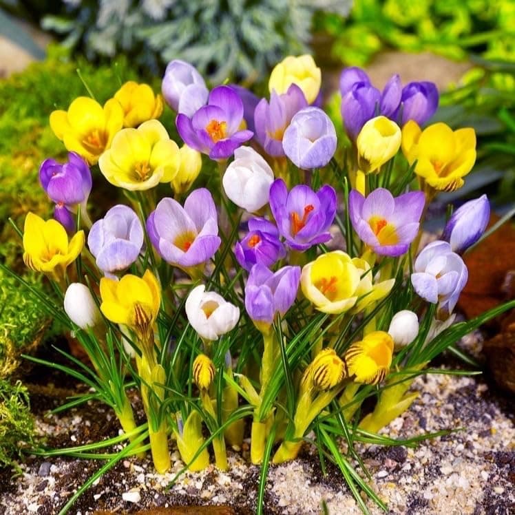25 x Crocus Bulbs - Mixed Species Crocus - Spring Flowering Bulbs - Crocus Bulbs for Planting Now UK - Size 5/7 - (Free UK P&P)
