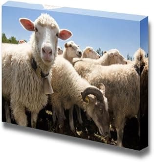 Canvas Prints Wall Art - Herd of Sheep on a Livestock Farm | Modern Wall Decor/Home Art Stretched Gallery Canvas Wrap Giclee Print & Ready to Hang - 24" x 36"
