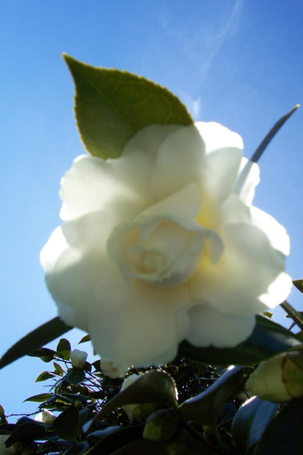 Magnolia Journal: 6x9 90 page