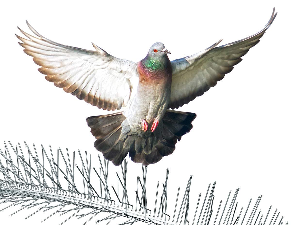 Bird Spikes Premium Model S (24ft, 12-2ft Strips)