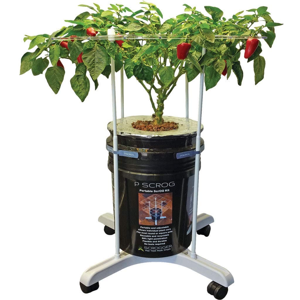 P Scrog Primary Portable Kit (Exceptional Value 6 Pack, Save 15%)