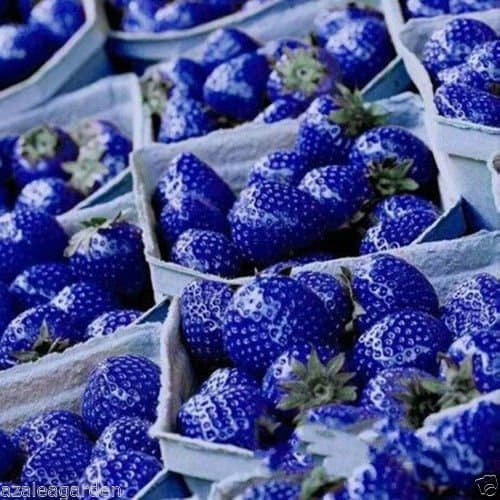 M-Technologies Rare Blue Strawberry Delicious Nutritious Fruit Seed -30 Seeds