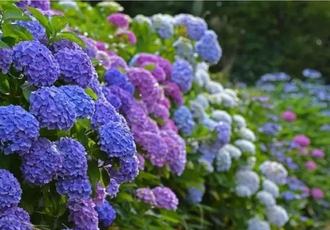 100+ Hydrangea Seeds Non-GMO Grown in USA. Rare Hydrangea Seeds