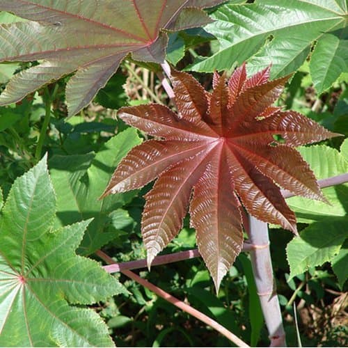 Ricinus communis - Castor oil devil fig - Spg - Seeds