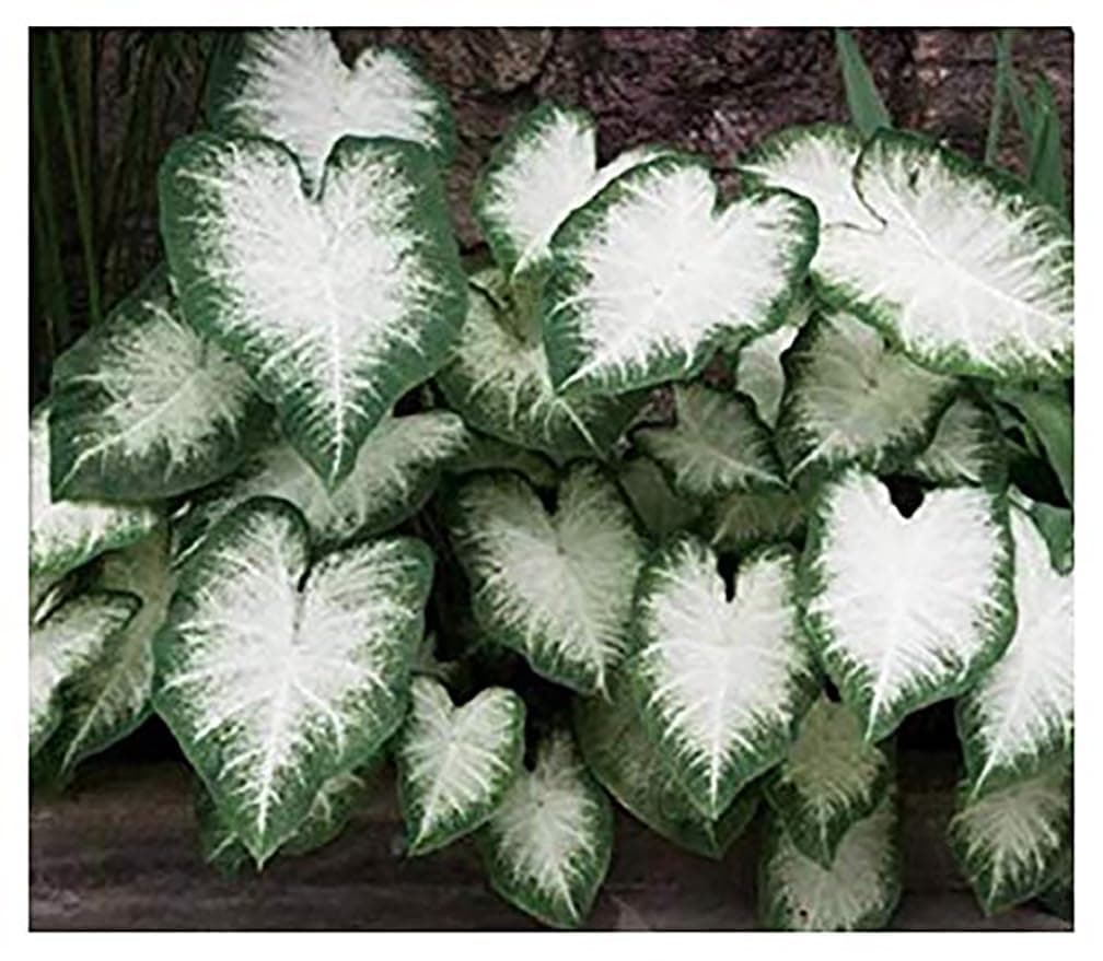 Fancy Leaf Caladium - Aaron - Large Root, Bulb - Zone 9-11