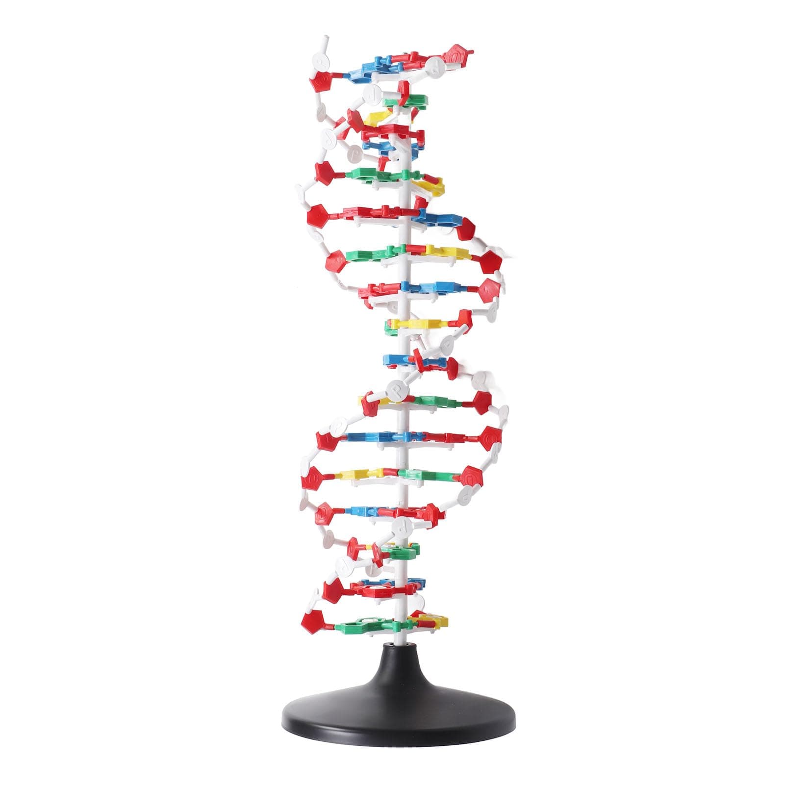 3D DNA Model, Educational DNA Structure Double Molecular DeoxyriboNucleic Model, Biological Science Popularization Teaching for School Lab