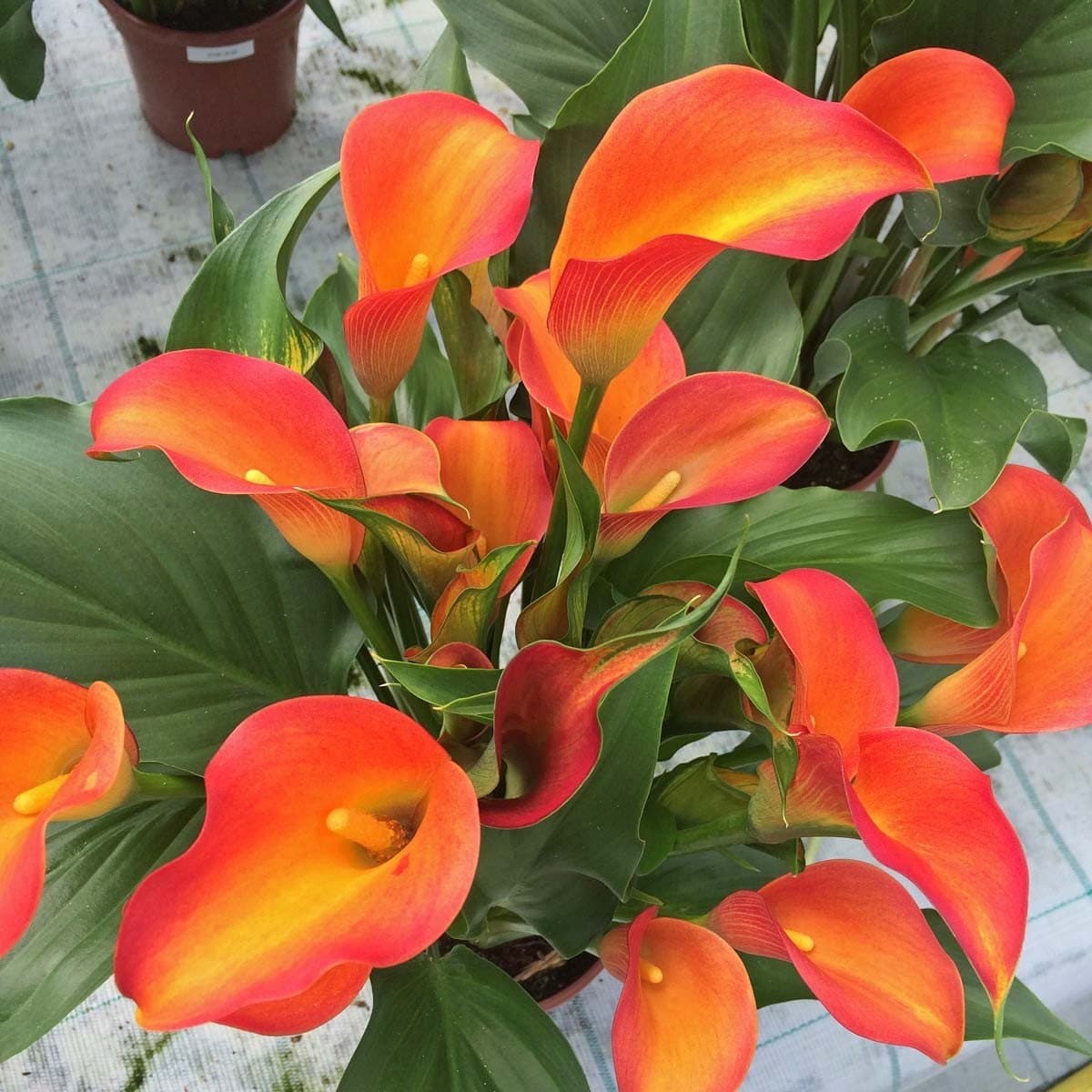 Orange County Calla Lily 16/18 cm