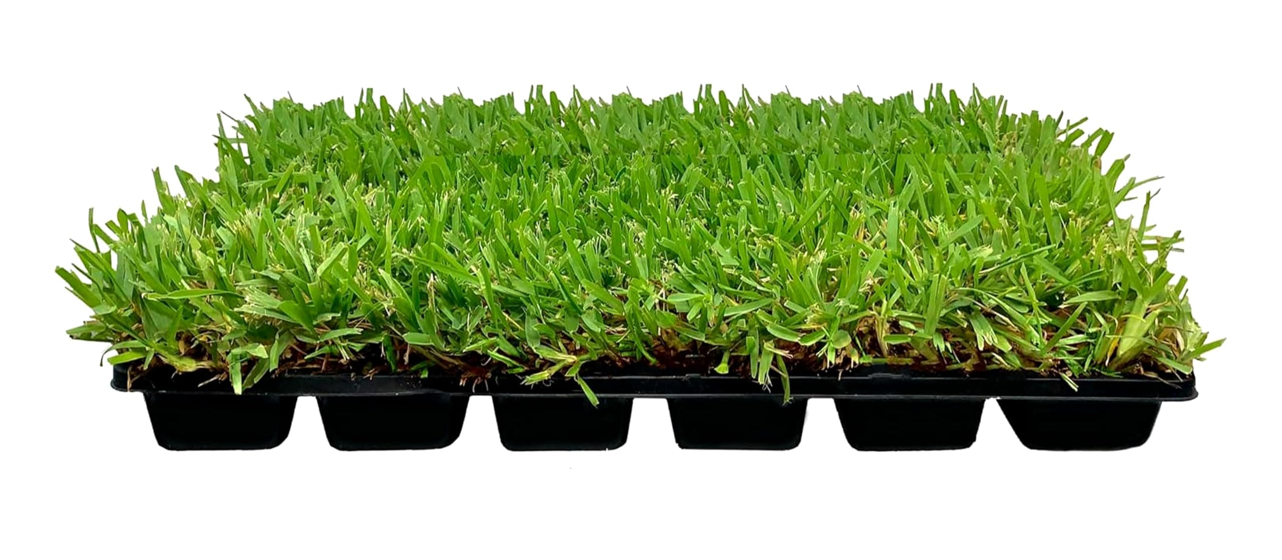 St. Augustine Palmetto | 36 Live Extra Large Grass Plugs | Drought, Salt & Shade Tolerant Turf Sod
