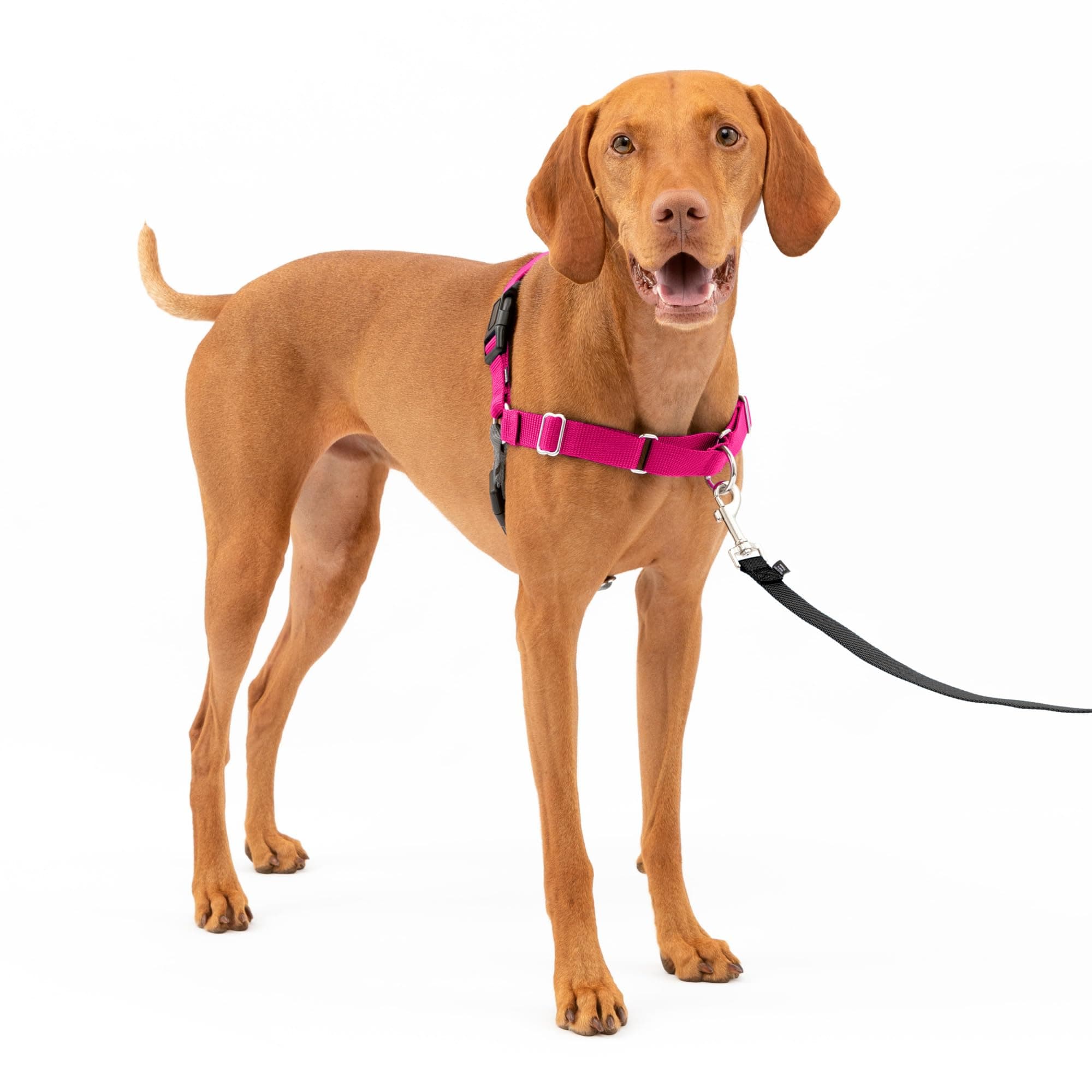 Easy Walk Harness for Dogs - Pull-Free Walks - Patented Martingale Loop Design - Front Chest Leash Attachment - Adjustable Comfort Straps - Breathable Harness Design - Medium, Raspberry/Gray