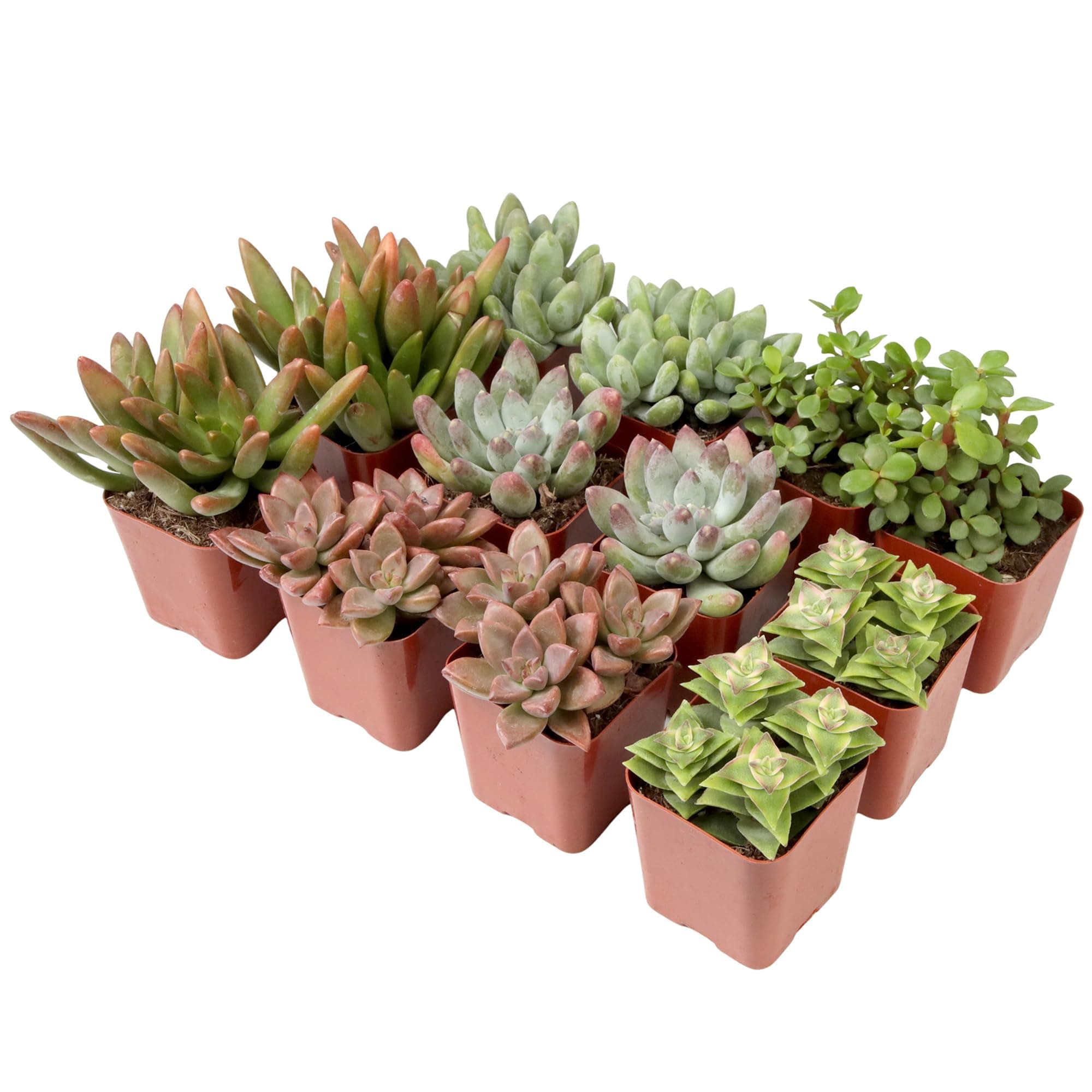 Plants for Pets Succulent (12 Pack) Fully Rooted in Planter with Soil | Real Live Potted Succulents / Unique Indoor Cactus Decor