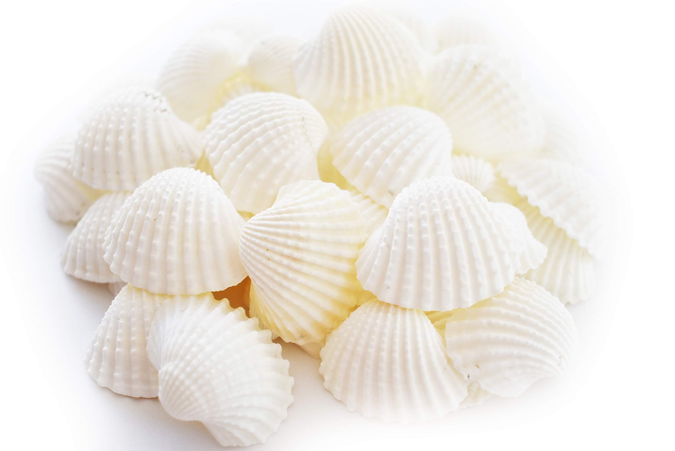 1/2lb (40) White Ark Shells Seashells (1"-1 1/2") Beach Wedding Hobby Crafts