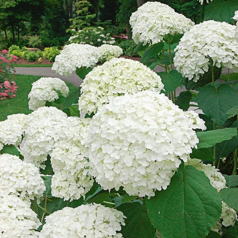 Hybrid Hydrangea (White) Healthy Flower Plant