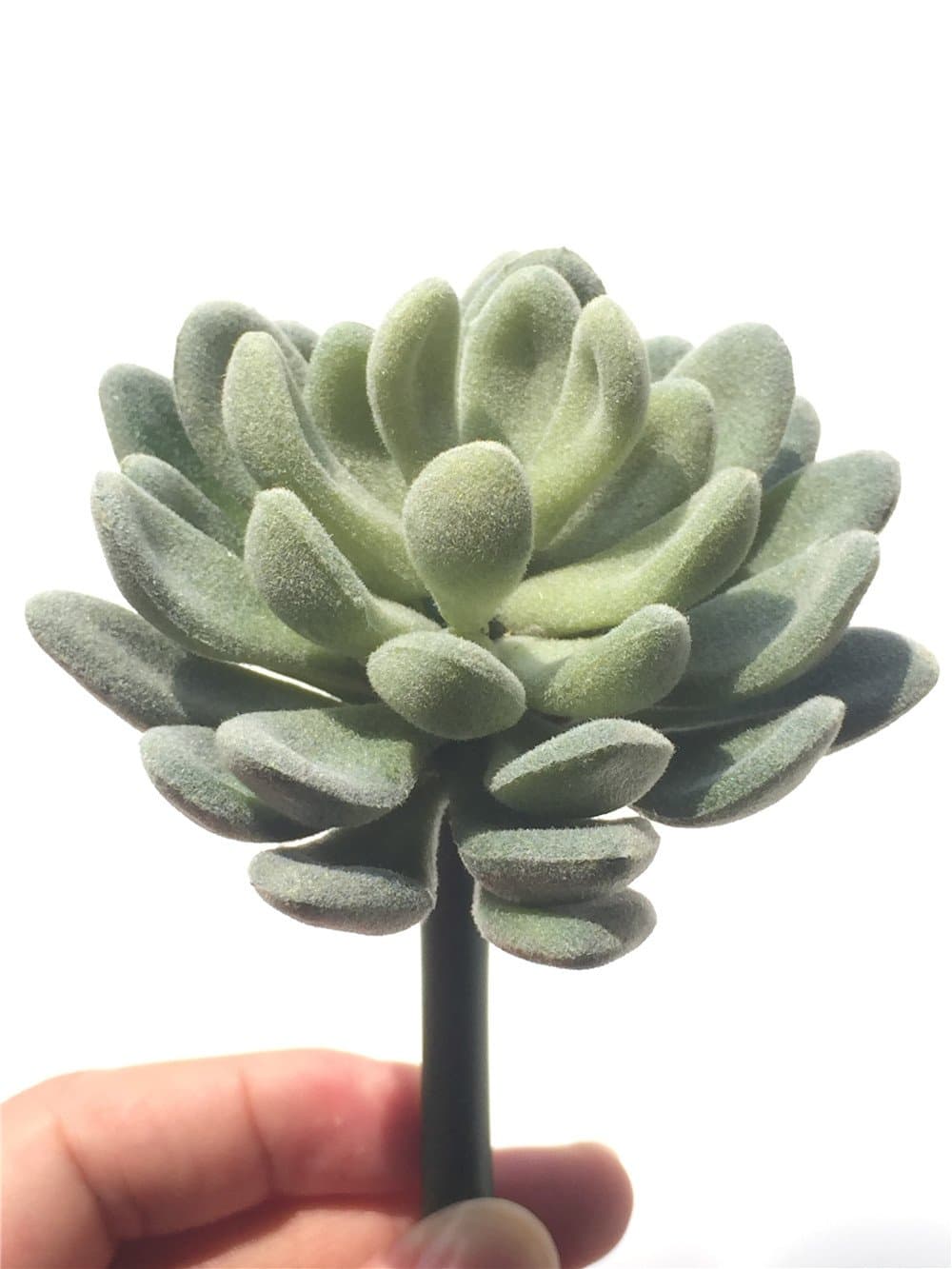 Woop 2Pcs 4.5" Artificial Succulent Plants For Garden Home Party Decor Unpotted