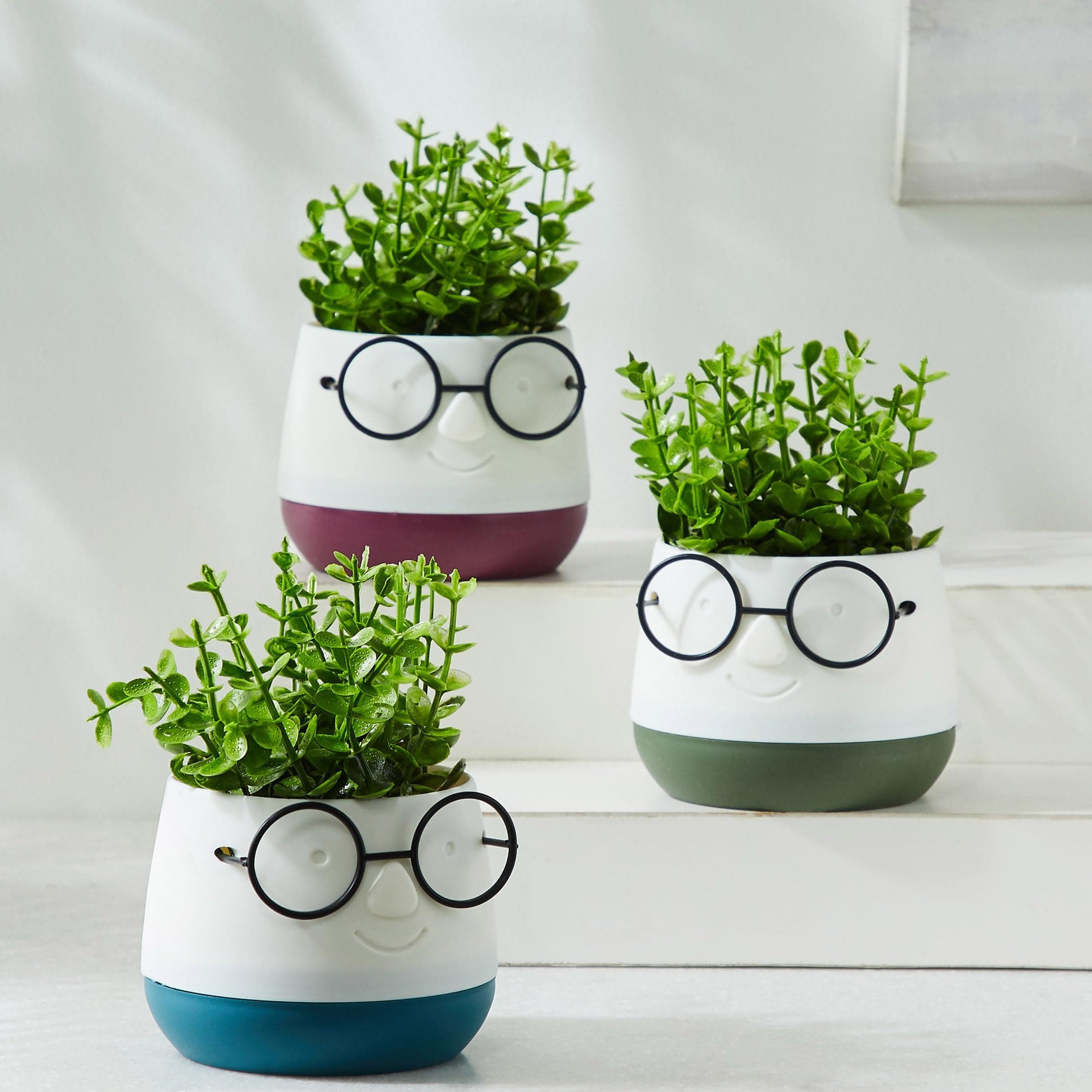 Home Centre Spinel Decor Polypropylene Printed Planter with Plant