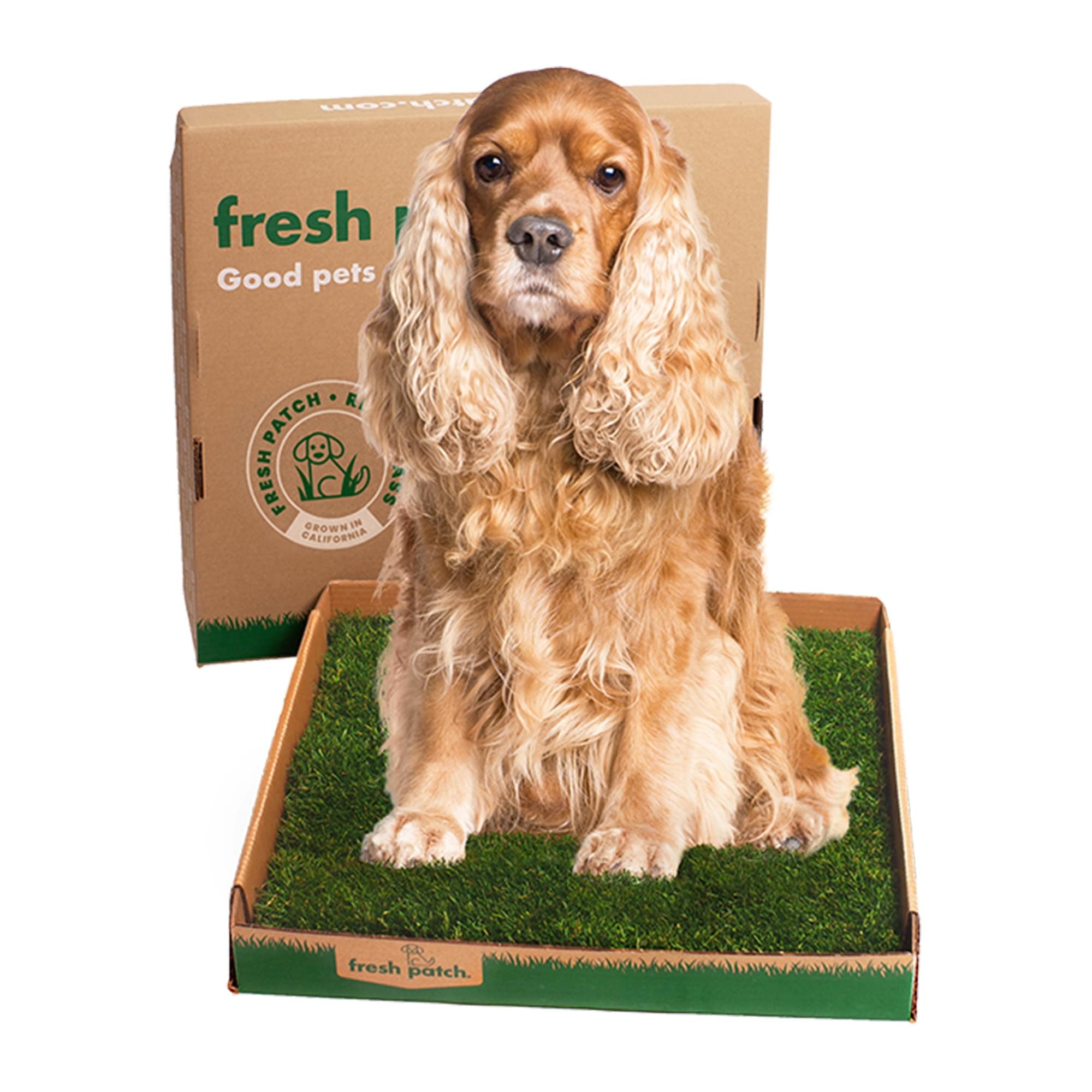 Fresh Patch Real Grass Patch for Dogs, Cats, and Large Pets 15-30 Pounds – Disposable Pet Grass Pee Pads – Indoor and Outdoor Potty Training Mat (24 Inches x 24 Inches)