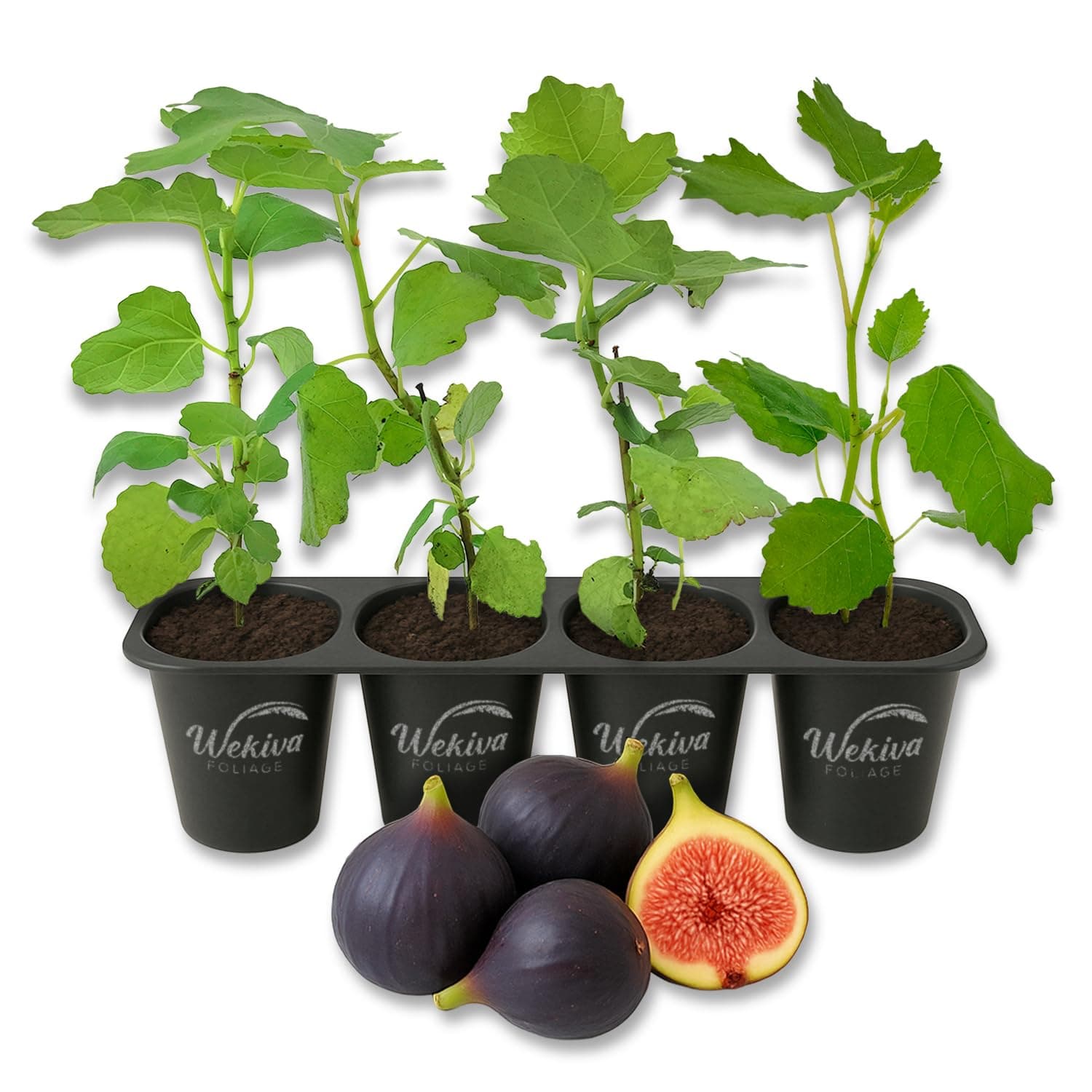 Beer's Black Fig Tree - 4 Live Starter Plants - Ficus Carica - Edible Fruit Tree for The Patio and Garden