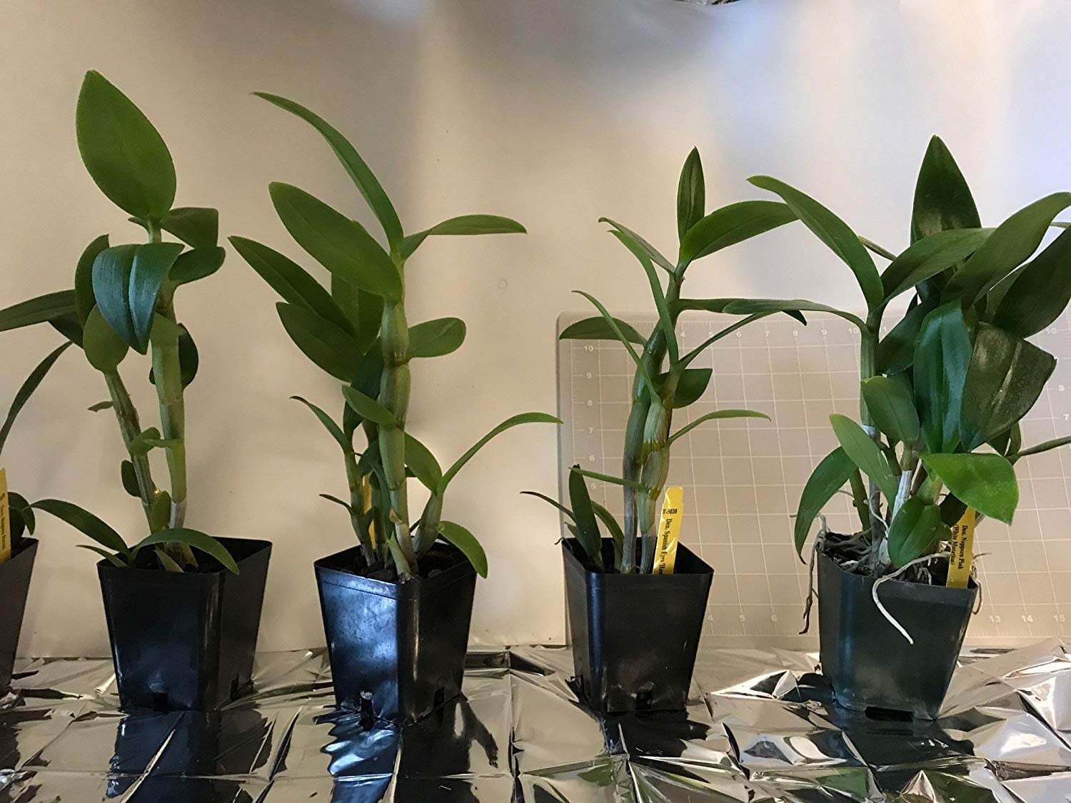 3 Large + 3 Small Diffferent Dendrobiums Live Orchids Plants