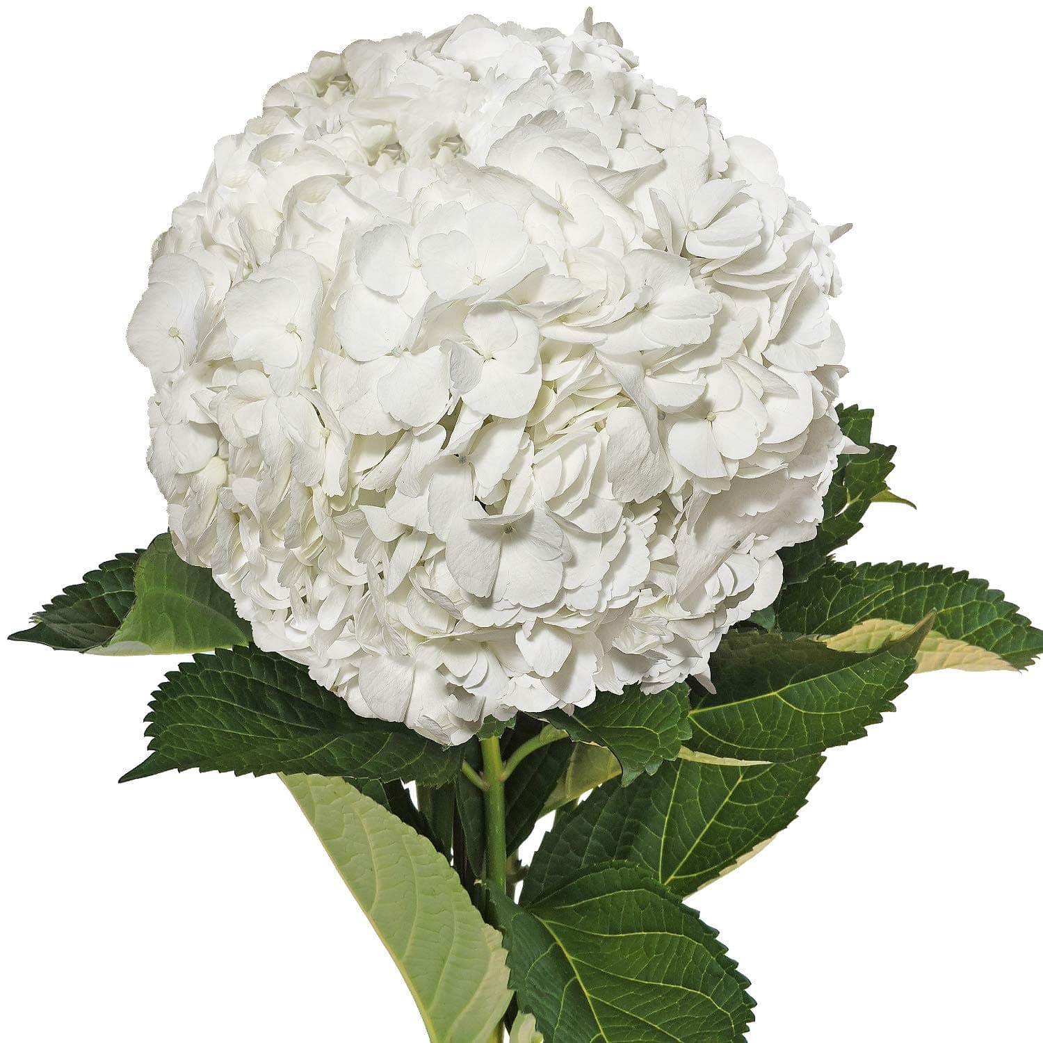 Bloomingmore | Fresh Cut Flowers | White Hydrangeas | Pack 30 | Home, Office, Wedding Decor, DIY, Party Event, Housewarming, Teacher and Engagement