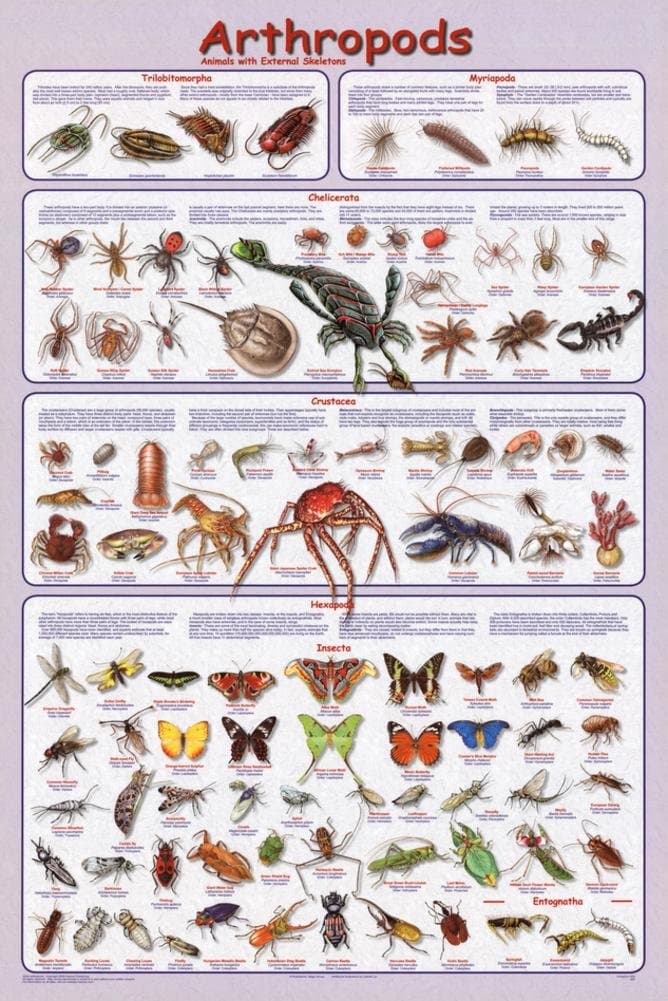 (24x36) Laminated Arthropods Insect Educational Science Chart Poster