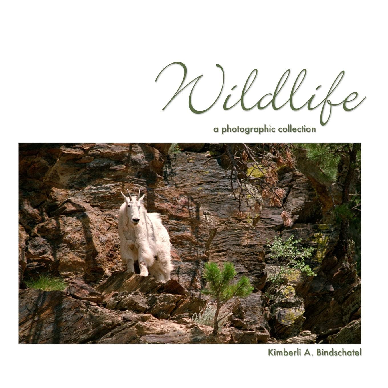 Wildlife: a photographic collection