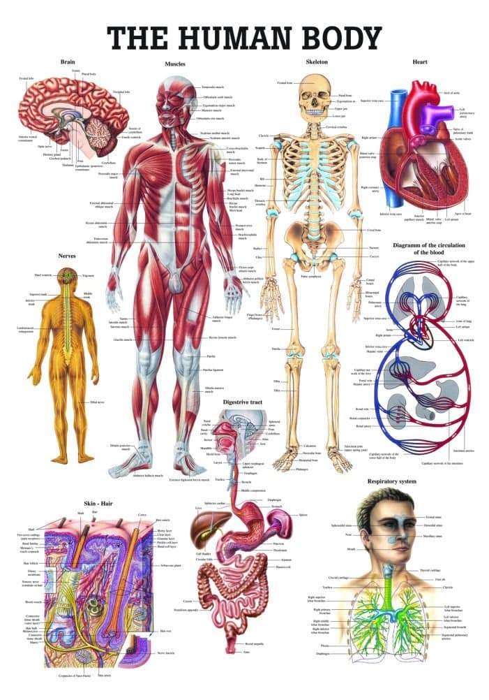 The Human Body Laminated Anatomy Chart