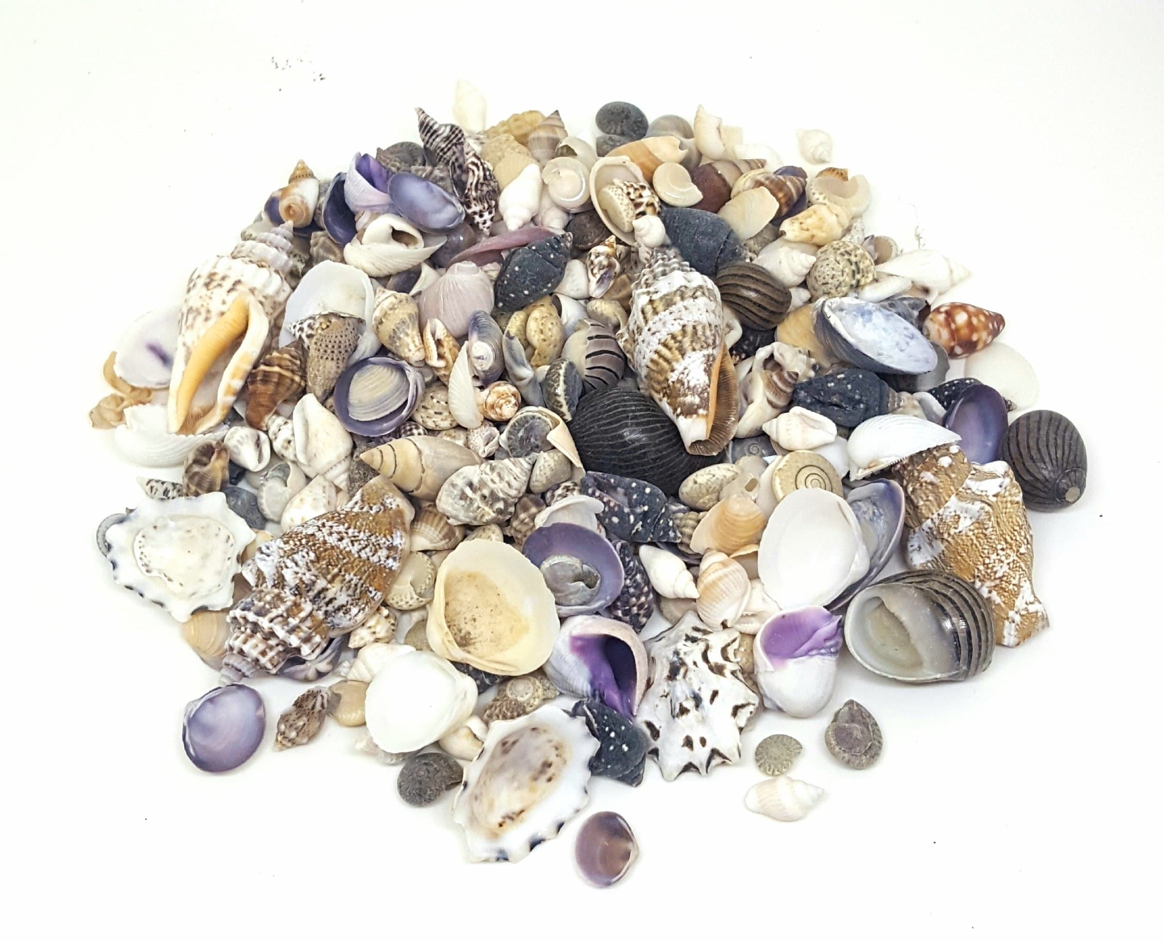 100g Small Sea Shells Mix 1, SeaShells for Craft and Display