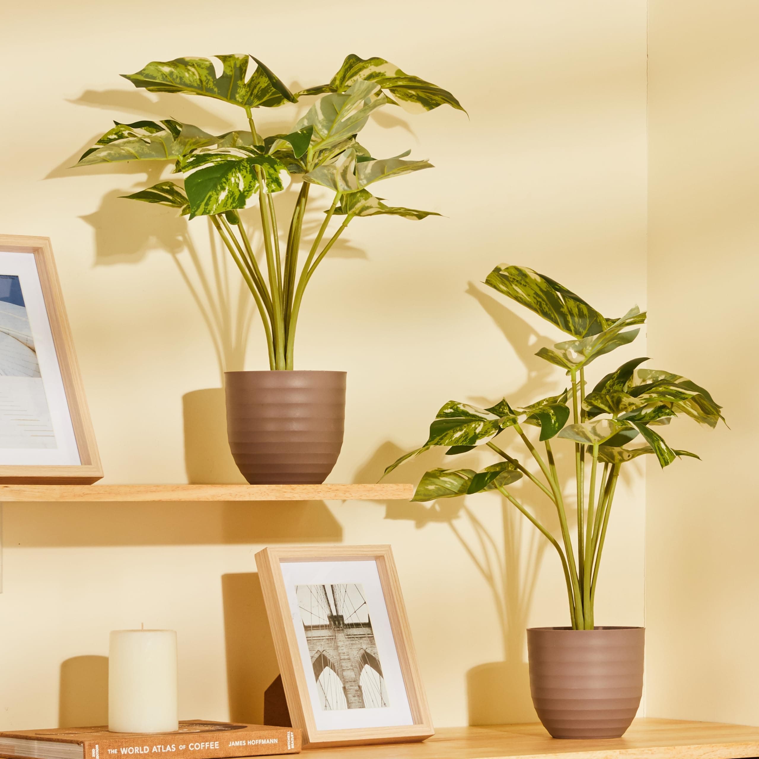 amazon basics Artificial Plants with Pot| Variegated Monstera |Realistic Appearance | Durable Plastic | Suitable for Various Spaces | Home Decor | Dimensions: 13 cm X 47 cm (Pack of 2)
