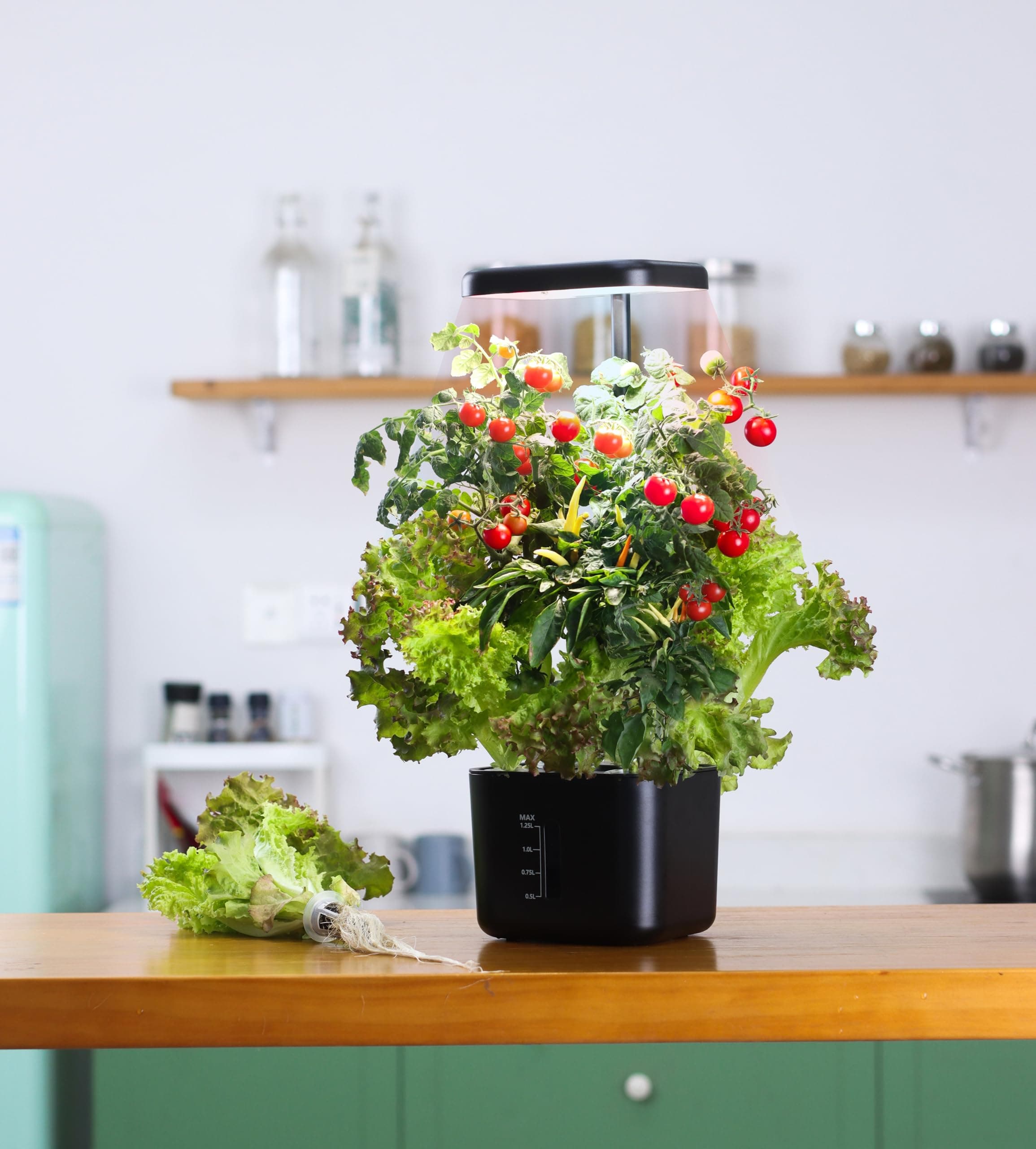 Smart Hydroponics Growing System, 4 Pods Garden Plant Germination Kit（Black）