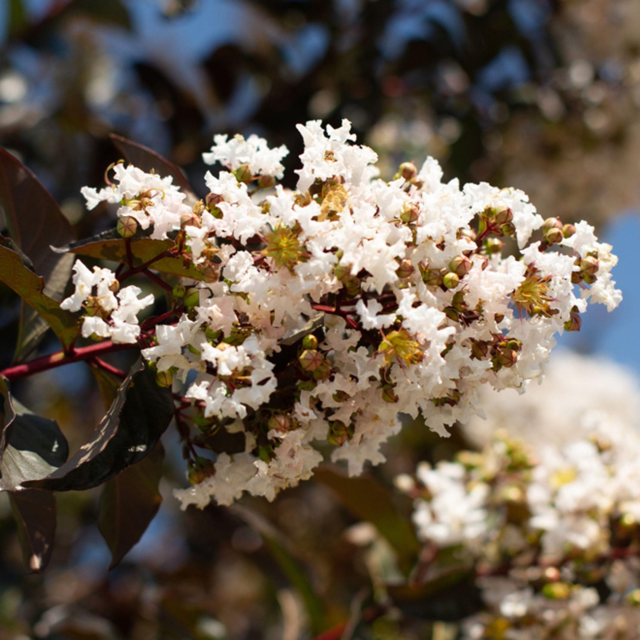 TriStar Plants - Crape Myrtle White Lightning, Lagerstroemia White Lightning Tree - 1 Gallon Trade Pot, Dark Leaves, White Blooms, Summer Blooms, Fast Growing Tree
