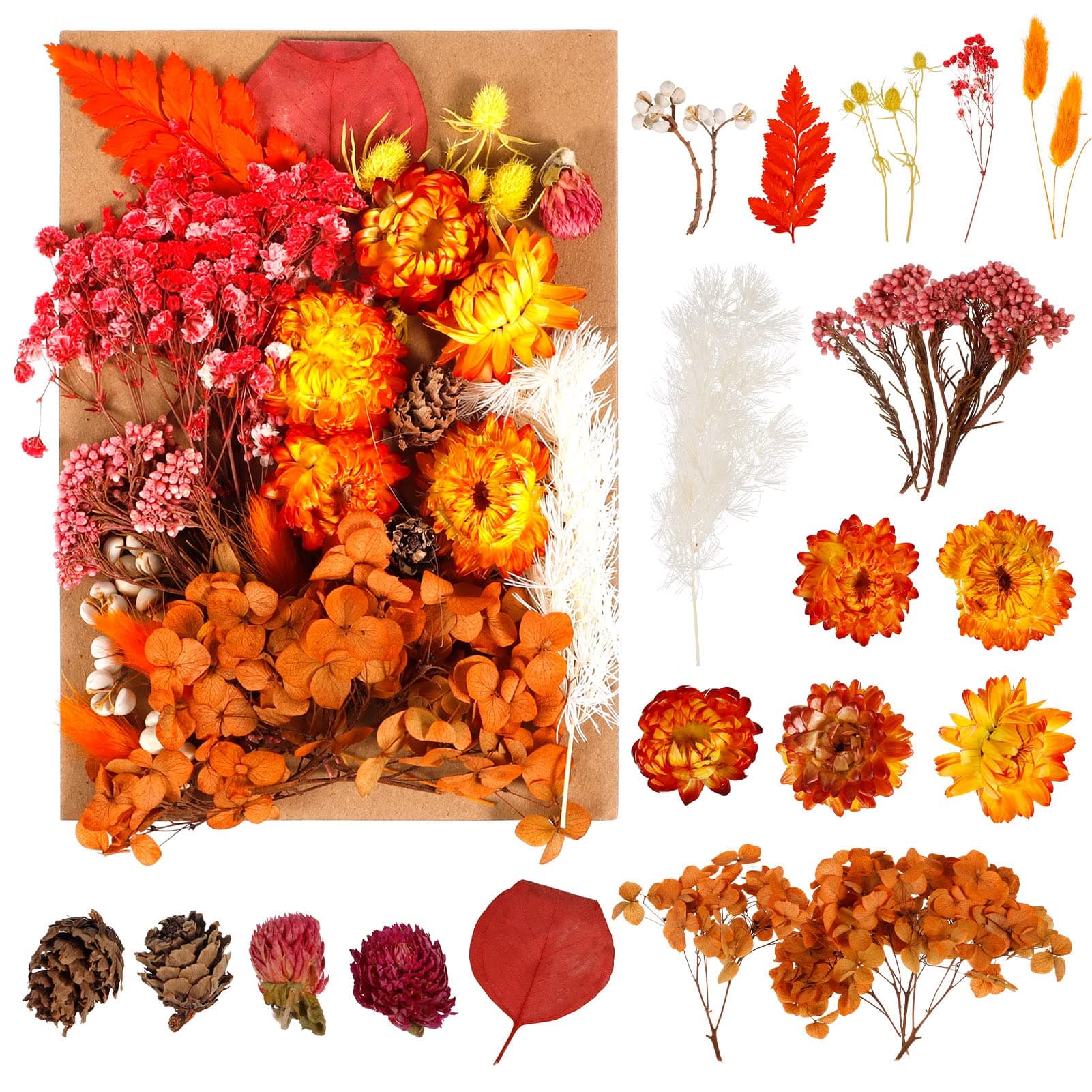 Pinenuts Real Dried Pressed Flowers, 1 Box Mixed Multiple Natural Flowers Leaves, Floral Art Craft for DIY Resin Pendant, Candle Making, Nail Jewelry Crafts and Home Decorations