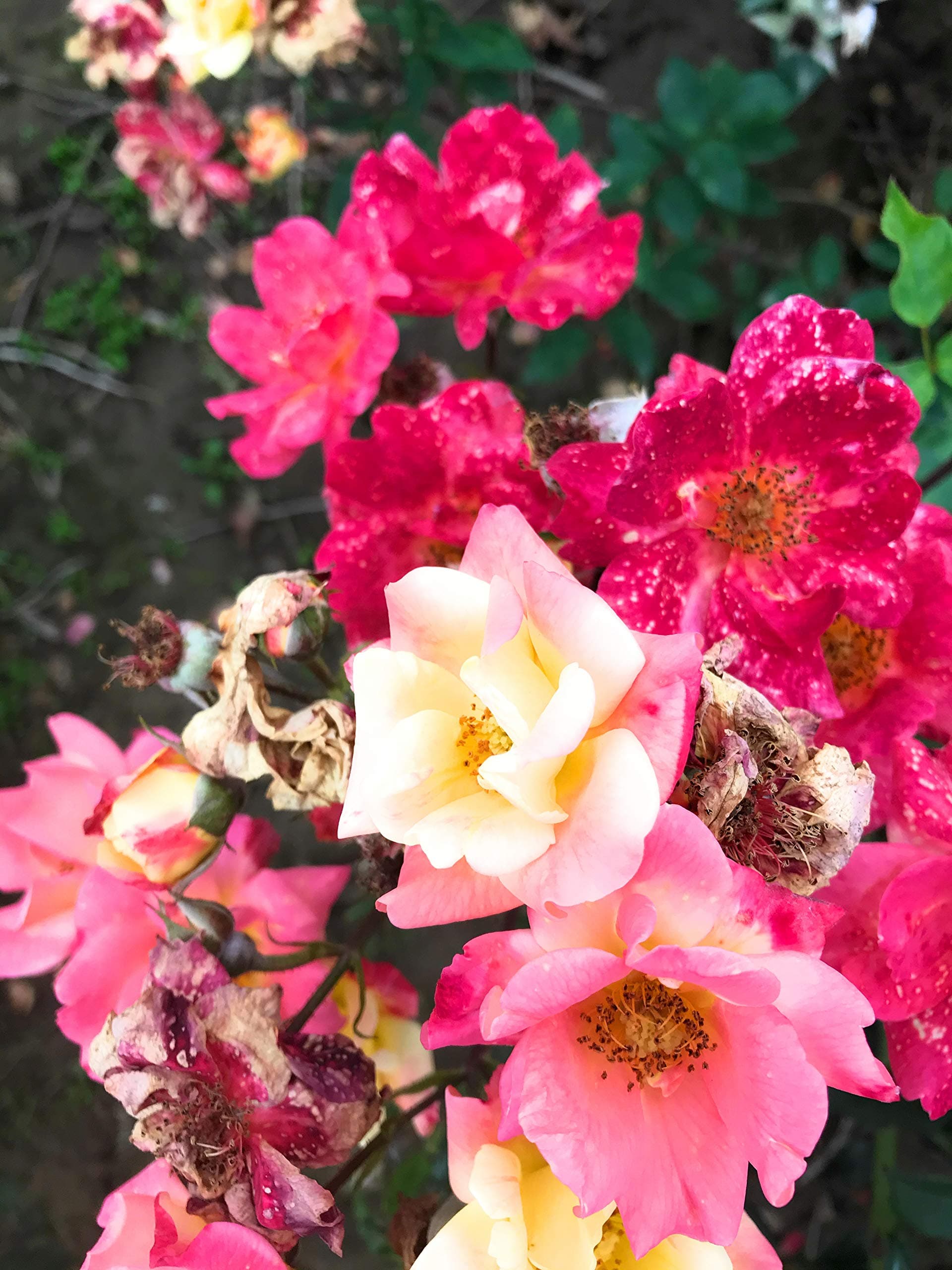 2 x Climbing Rose Bushes 'Masquerade' (Bare Root) Free UK Postage