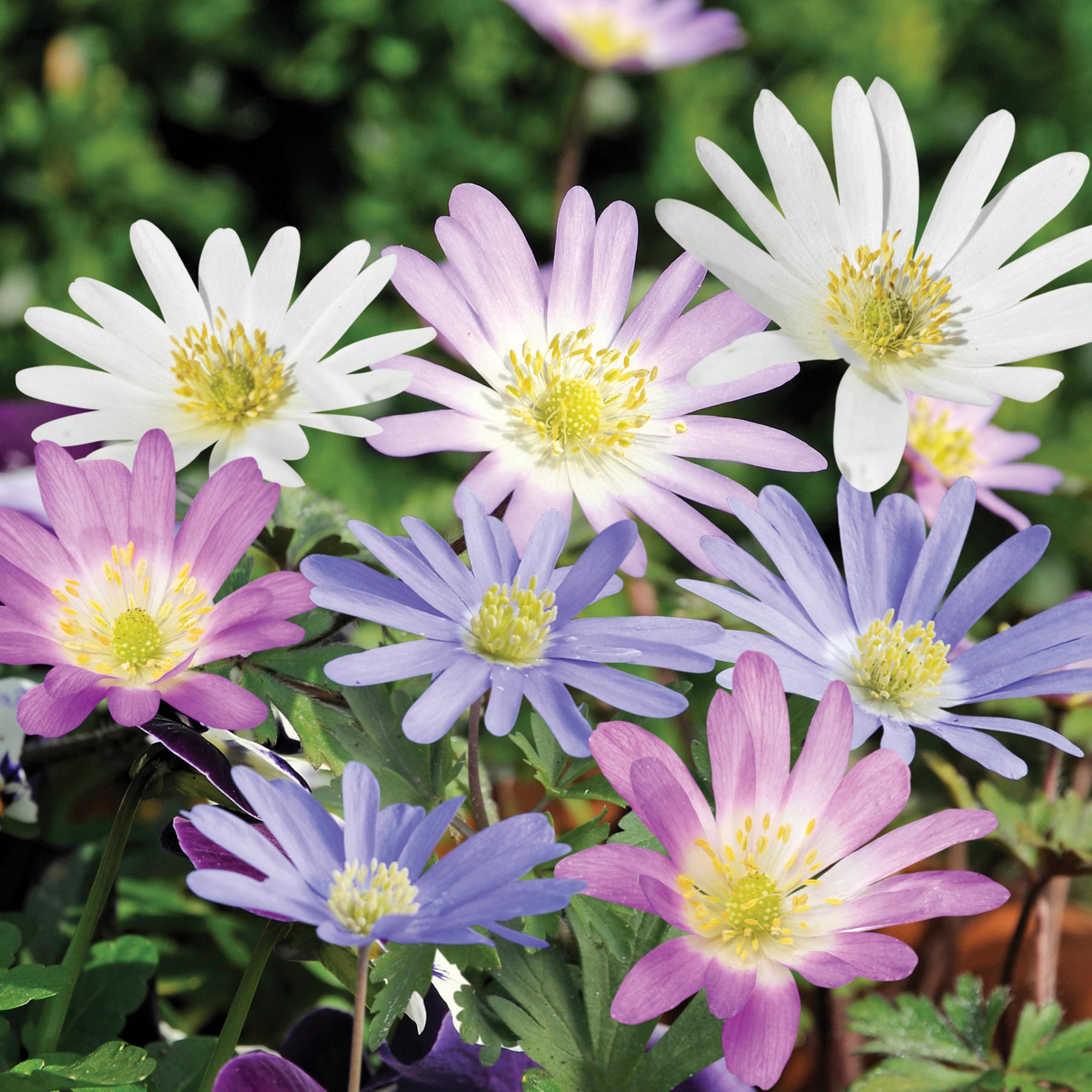 BloomingBulb | 20 Mixed Anemone Blanda Bulbs for Fall | Deer-Resistant & Vibrant | Perfect Perennial Garden Flower 4 to 5 cm Bulb Size