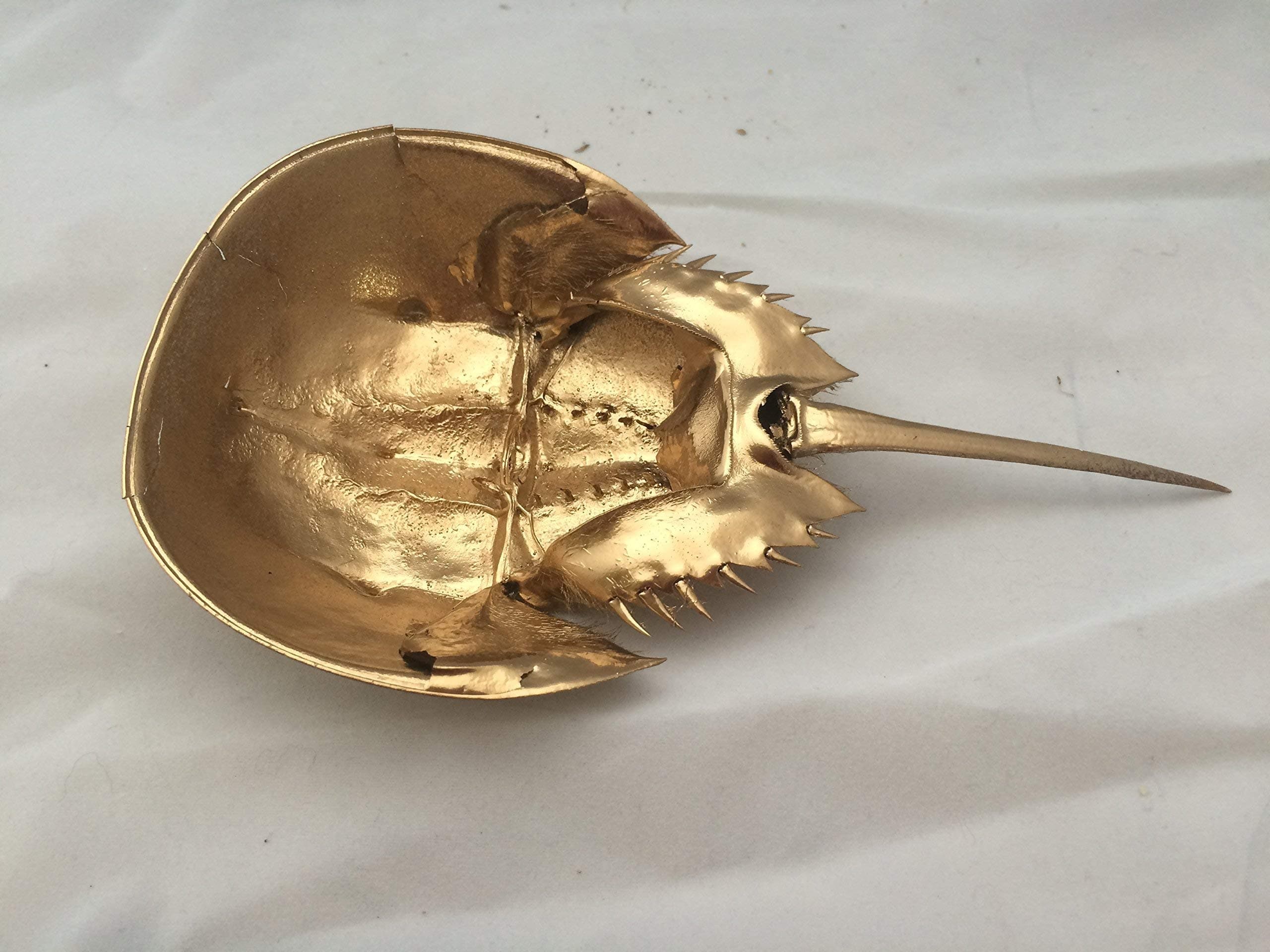 Painted Atlantic Horseshoe Crab Shell Decorative Bowl