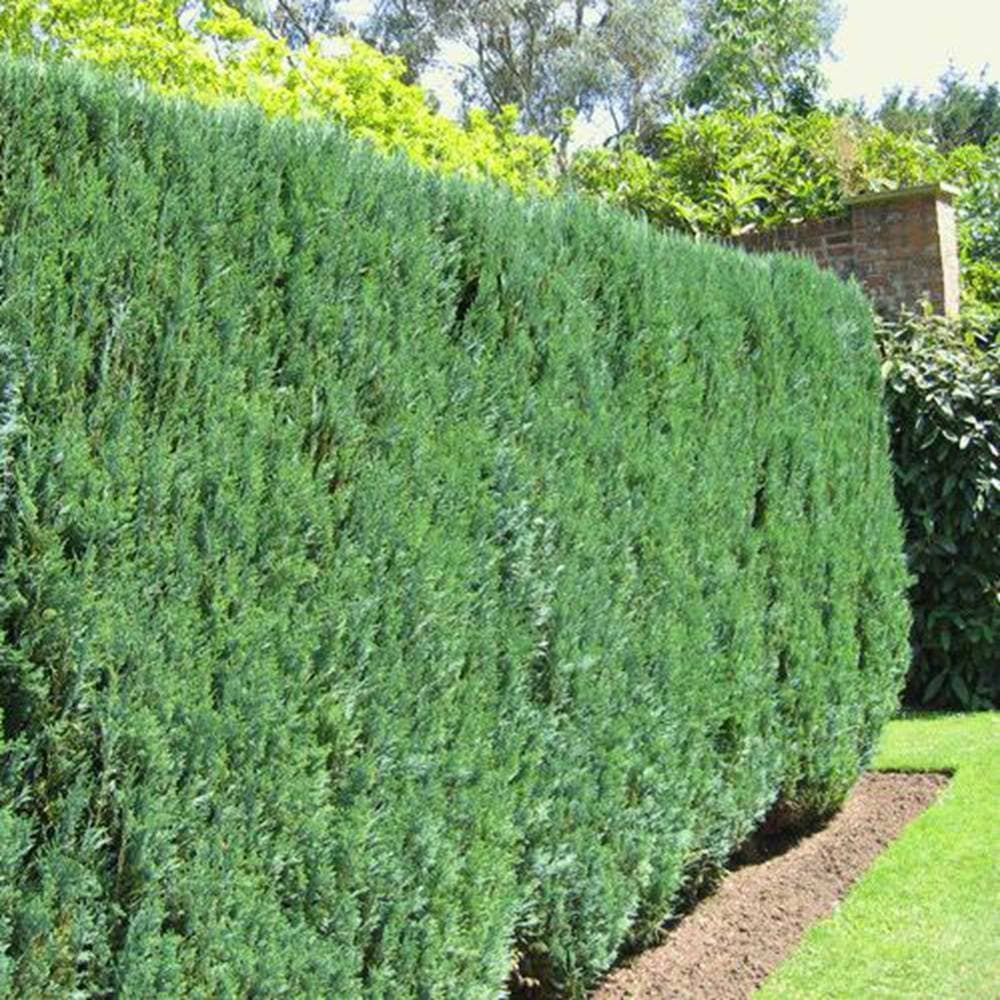 Lawsons Cypress Hedge - 10 Hedge Plants