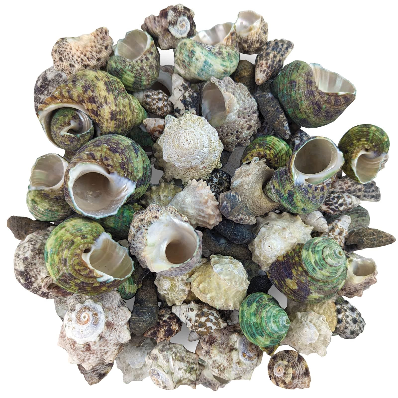 Reef Hermit Crab Shell Mix Spare Shells for Most Saltwater Hermit Crabs 12 OZ 1/2" - 2" Shells