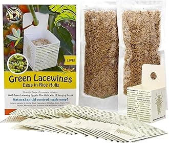 Green Lacewing 5000 Eggs - Good Bugs