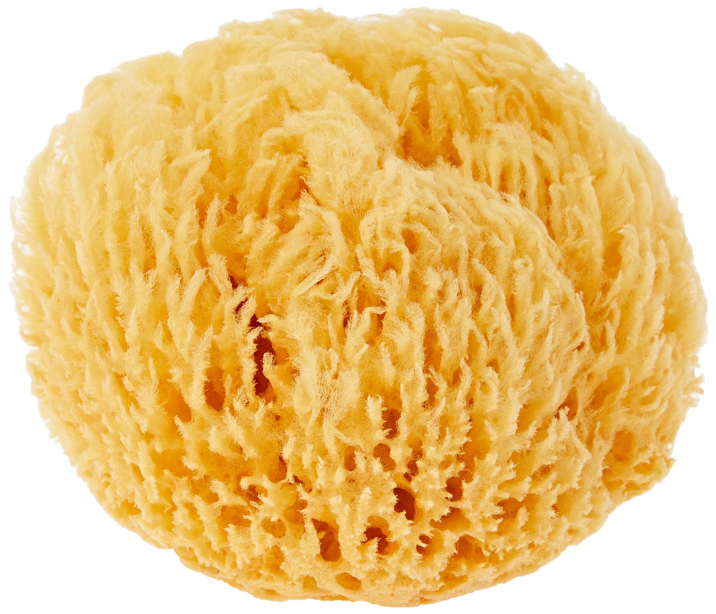 Premium Quality Natural Sea Sponge (Approx. Diameter 16cm)
