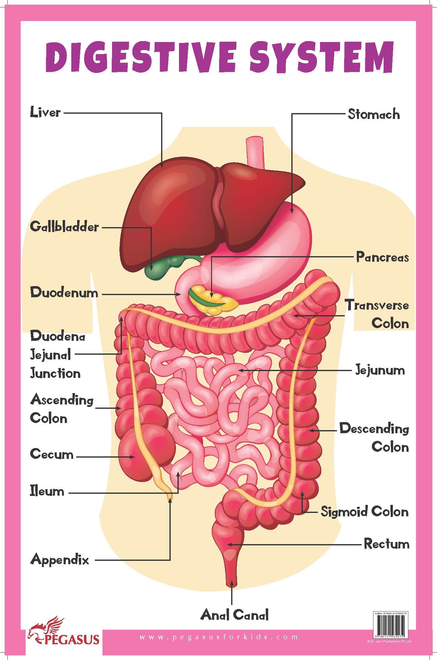 Digestive System - Thick Laminated Primary Chart