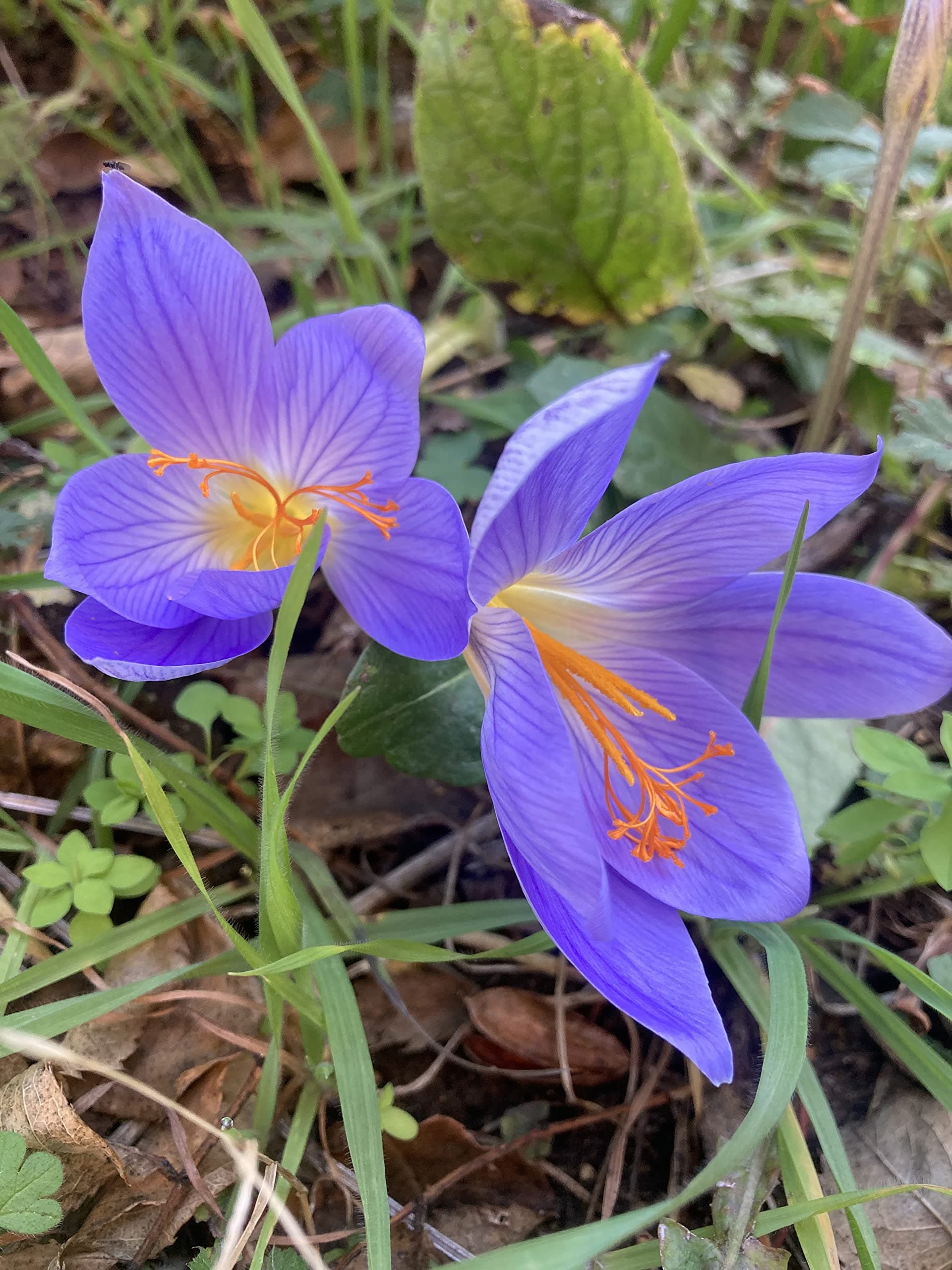 30 x Crocus sativus Bulbs or Saffron Crocus (Free UK Postage)
