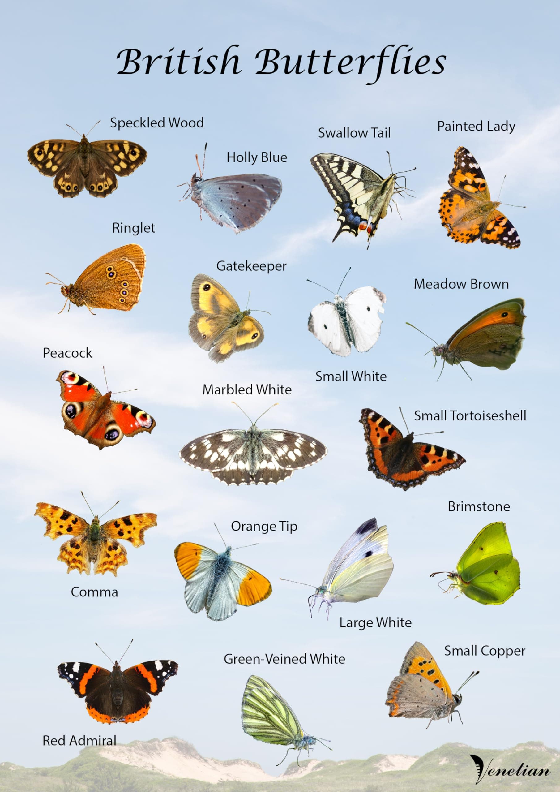 Venetian British Butterflies Poster