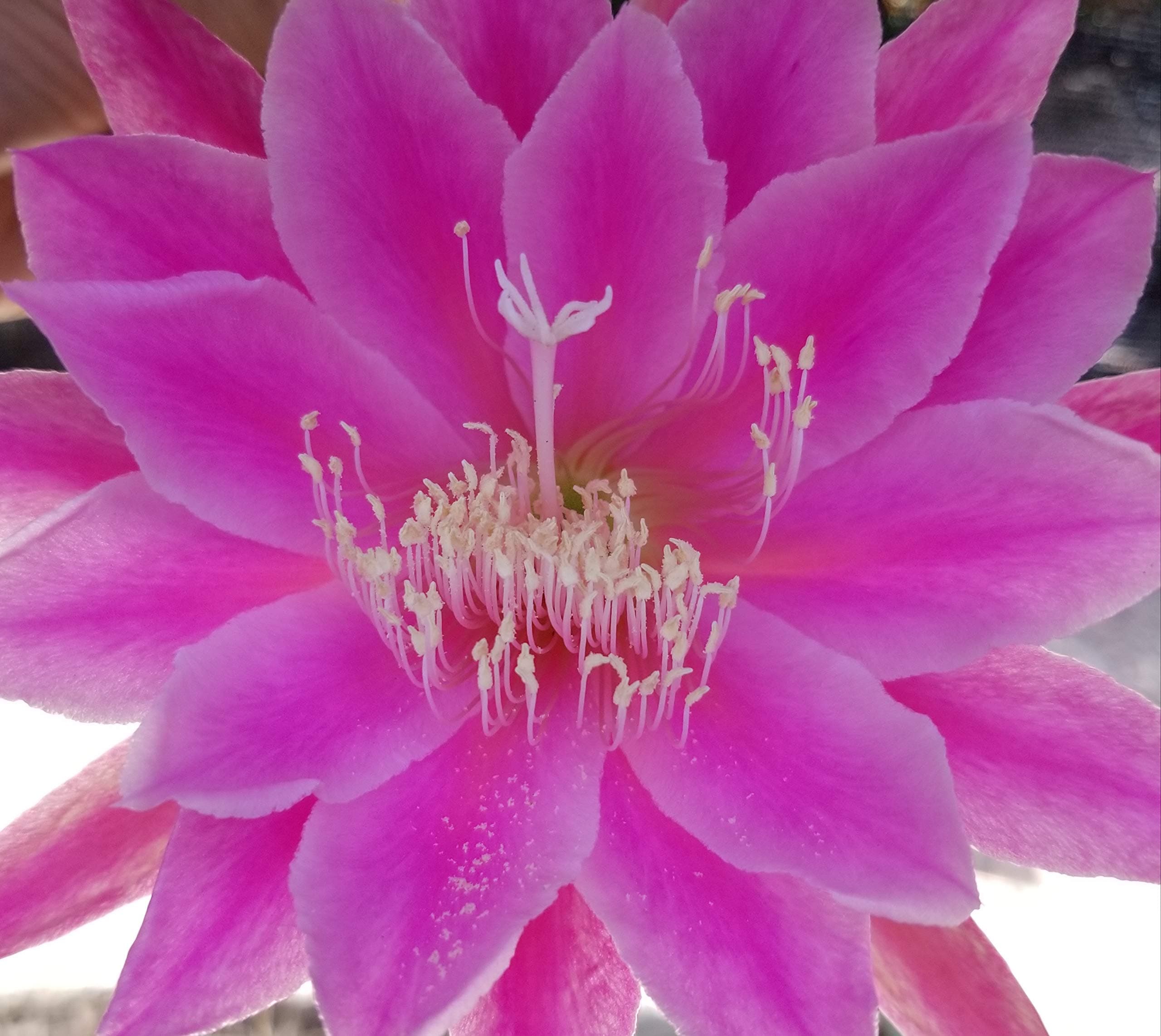 Epiphyllum"Dr.Werderman" Orchid Cactus Cutting