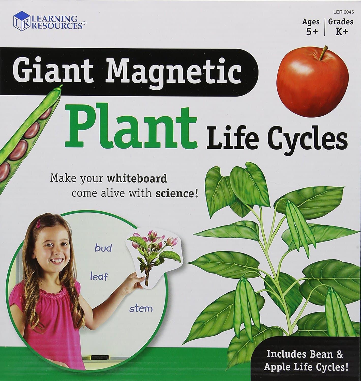 Learning Resources Giant Magnetic Plant Life Cycle