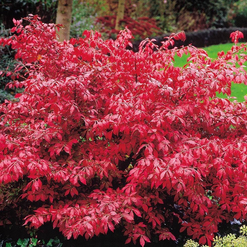 – Euonymus alatus Burning Bush - 2 shrubs