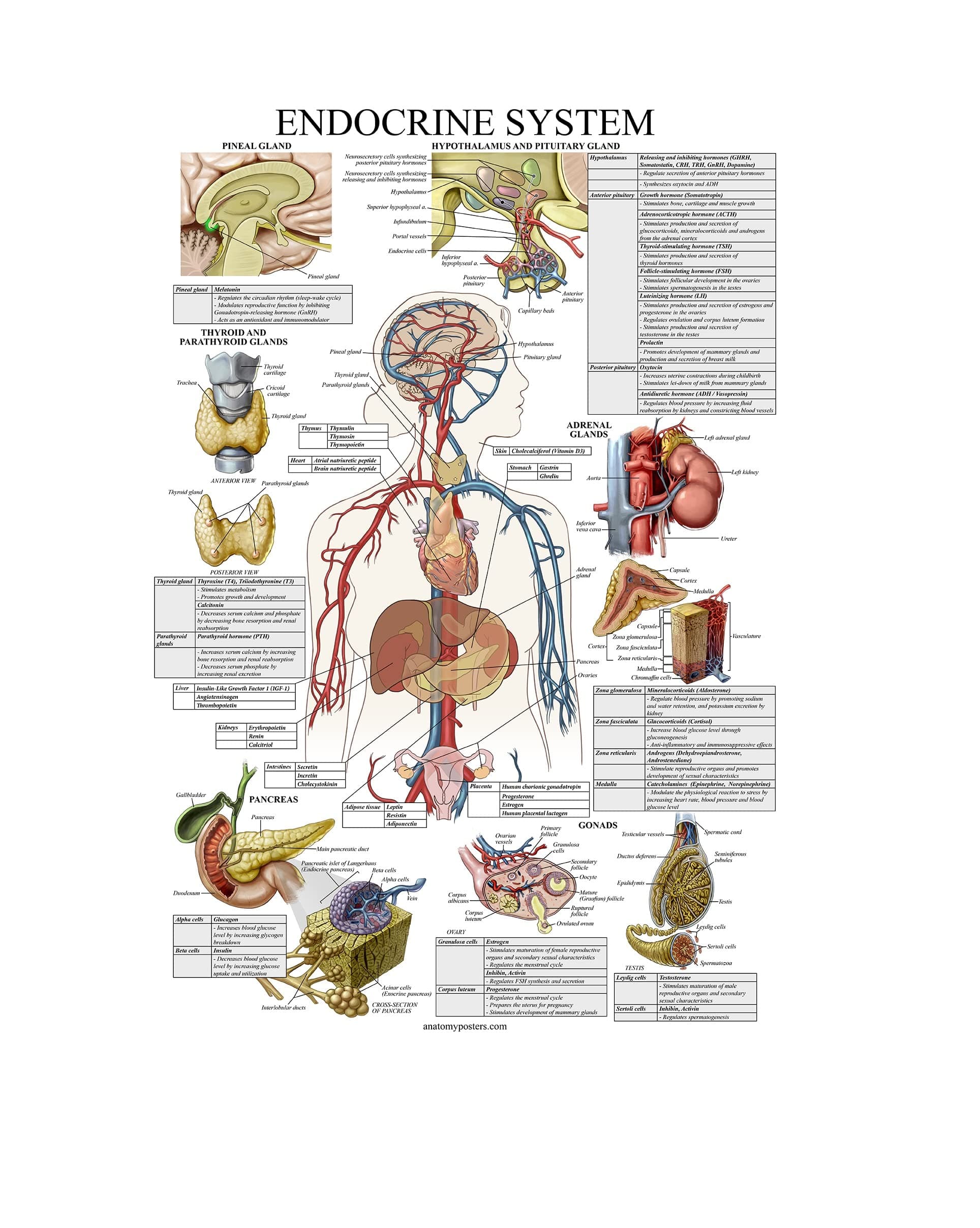Laminated Endocrine System Anatomical Chart - Endocrine Anatomy Poster (18" x 24")